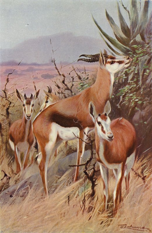 Springbok da after Wilhelm Kuhnert