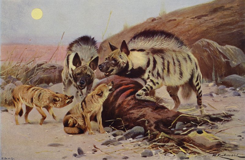 Iena striata e sciacallo da after Wilhelm Kuhnert