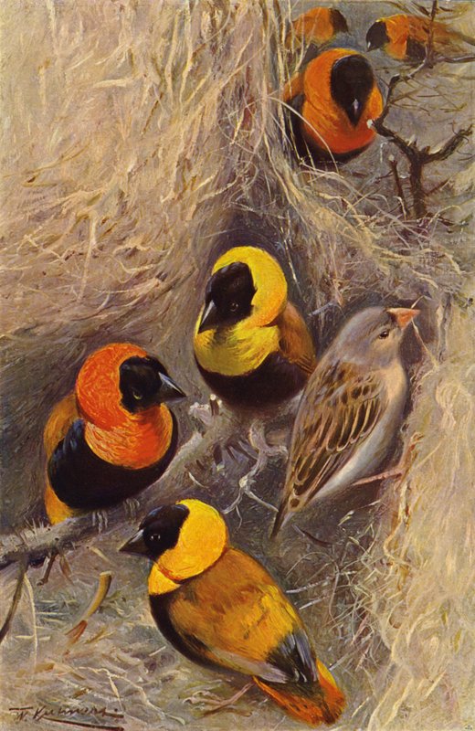 Uccelli tessitori da after Wilhelm Kuhnert
