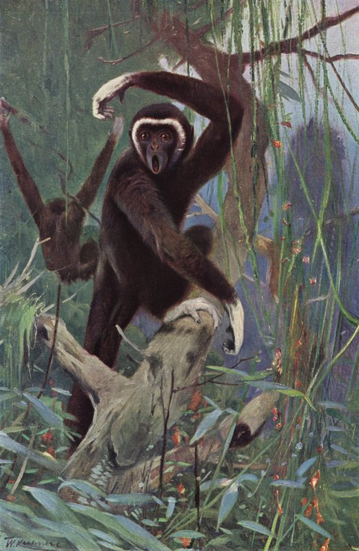 Gibbone dalle mani bianche da after Wilhelm Kuhnert
