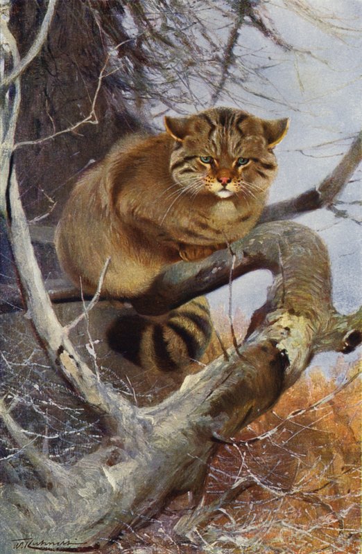 Gatto selvatico da after Wilhelm Kuhnert