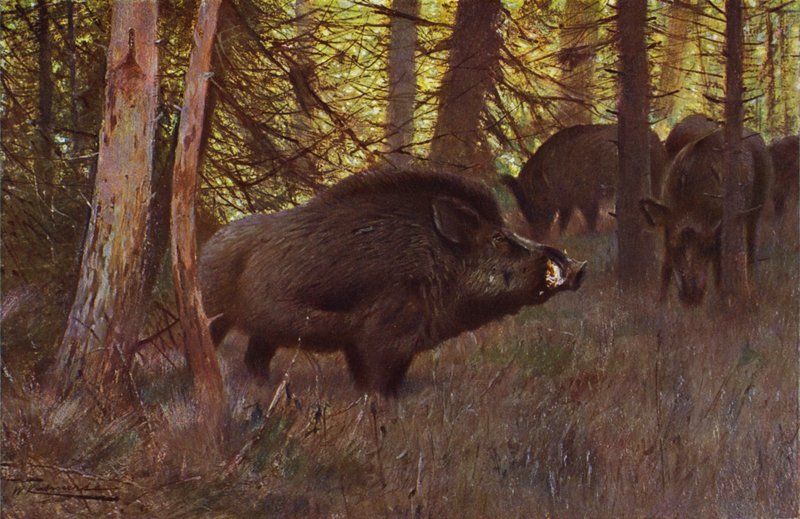 Cinghiale selvatico da after Wilhelm Kuhnert